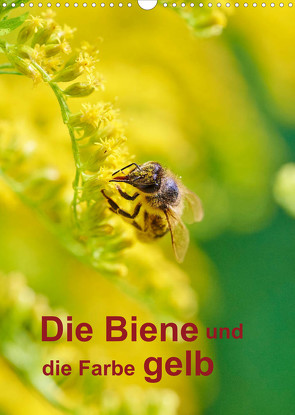 Die Biene und die Farbe gelb (Wandkalender 2023 DIN A3 hoch) von Bangert,  Mark