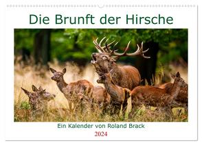 Die Brunft der Hirsche (Wandkalender 2024 DIN A2 quer), CALVENDO Monatskalender von Brack,  Roland