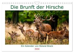 Die Brunft der Hirsche (Wandkalender 2024 DIN A4 quer), CALVENDO Monatskalender von Brack,  Roland