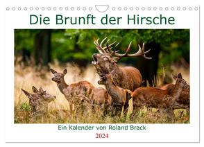 Die Brunft der Hirsche (Wandkalender 2024 DIN A4 quer), CALVENDO Monatskalender von Brack,  Roland