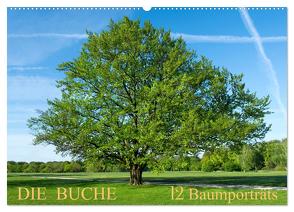 Die Buche: 12 Baumporträts (Wandkalender 2024 DIN A2 quer), CALVENDO Monatskalender von Balzer,  Tatjana