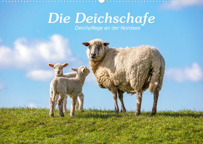 Die Deichschafe. Deichpflege an der Nordsee (Wandkalender 2023 DIN A2 quer) von Dreegmeyer,  Andrea