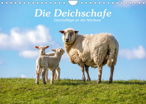 Die Deichschafe. Deichpflege an der Nordsee (Wandkalender 2023 DIN A4 quer) von Dreegmeyer,  Andrea