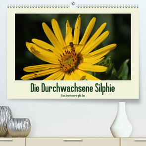 Die Durchwachsene Silphie – Eine Amerikanerin gibt Gas / CH-Version (Premium, hochwertiger DIN A2 Wandkalender 2021, Kunstdruck in Hochglanz) von Stolzenburg,  Kerstin