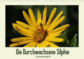 Die Durchwachsene Silphie – Eine Amerikanerin gibt Gas / CH-Version (Wandkalender 2022 DIN A3 quer) von Stolzenburg,  Kerstin