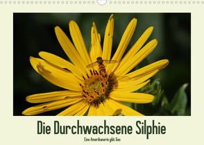 Die Durchwachsene Silphie – Eine Amerikanerin gibt Gas / CH-Version (Wandkalender 2023 DIN A3 quer) von Stolzenburg,  Kerstin