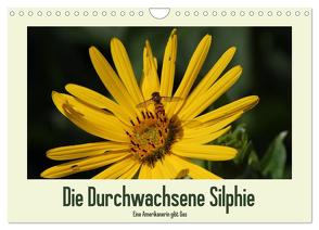 Die Durchwachsene Silphie – Eine Amerikanerin gibt Gas / CH-Version (Wandkalender 2024 DIN A4 quer), CALVENDO Monatskalender von Stolzenburg,  Kerstin