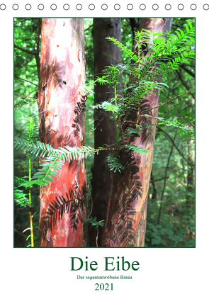 Die Eibe – Der sagenumwobene Baum (Tischkalender 2021 DIN A5 hoch) von Schimmack,  Claudia