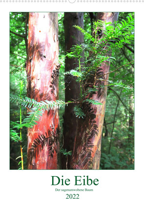 Die Eibe – Der sagenumwobene Baum (Wandkalender 2022 DIN A2 hoch) von Schimmack,  Claudia