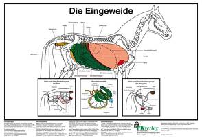 Die Eingeweide von Deutsche Reiterliche Vereinigung e.V., Hertsch,  Bodo, Spenlen,  Uwe