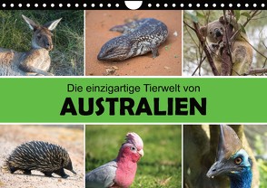 Die einzigartige Tierwelt von Australien (Wandkalender 2022 DIN A4 quer) von Williger,  Christina