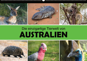 Die einzigartige Tierwelt von Australien (Wandkalender 2023 DIN A2 quer) von Williger,  Christina