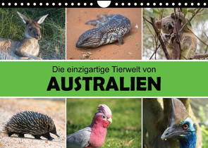 Die einzigartige Tierwelt von Australien (Wandkalender 2023 DIN A4 quer) von Williger,  Christina