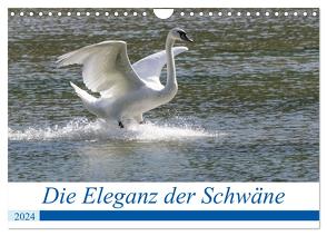 Die Eleganz der Schwäne (Wandkalender 2024 DIN A4 quer), CALVENDO Monatskalender von Müller Fotografie,  Andreas