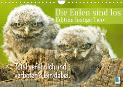 Die Eulen sind los: Edition lustige Tiere (Wandkalender 2023 DIN A4 quer) von CALVENDO