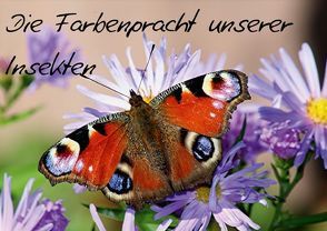 Die Farbenpracht unserer Insekten (Posterbuch DIN A3 quer) von Witkowski,  Bernd