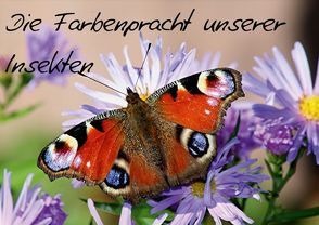 Die Farbenpracht unserer Insekten (Posterbuch DIN A4 quer) von Witkowski,  Bernd