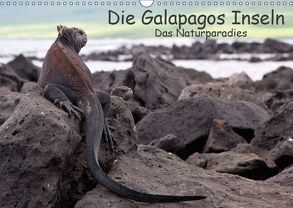 Die Galapagos Inseln – Das Naturparadies (Wandkalender 2019 DIN A3 quer) von Akrema-Photography, Neetze