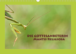 Die Gottesanbeterin Mantis Religiosa (Wandkalender 2023 DIN A3 quer) von GUGIGEI