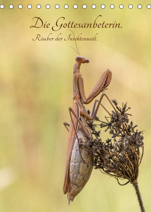 Die Gottesanbeterin. Räuber der Insektenwelt. (Tischkalender 2023 DIN A5 hoch) von juehust