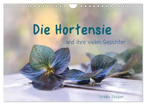 Die Hortensie und ihre vielen Gesichter (Wandkalender 2024 DIN A4 quer), CALVENDO Monatskalender von Klepper,  Ursula