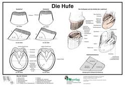 Die Hufe von Hertsch,  Bodo, Spenlen,  Uwe