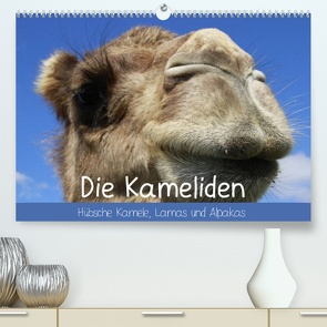 Die Kameliden. Hübsche Kamele, Lamas und Alpakas (Premium, hochwertiger DIN A2 Wandkalender 2023, Kunstdruck in Hochglanz) von Stanzer,  Elisabeth