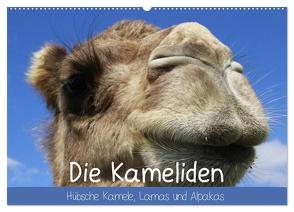 Die Kameliden. Hübsche Kamele, Lamas und Alpakas (Wandkalender 2024 DIN A2 quer), CALVENDO Monatskalender von Stanzer,  Elisabeth