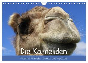 Die Kameliden. Hübsche Kamele, Lamas und Alpakas (Wandkalender 2024 DIN A4 quer), CALVENDO Monatskalender von Stanzer,  Elisabeth