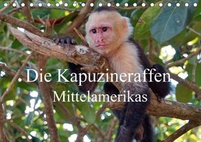 Die Kapuzineraffen Mittelamerikas (Tischkalender 2018 DIN A5 quer) von M.Polok