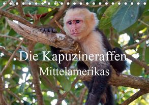 Die Kapuzineraffen Mittelamerikas (Tischkalender 2019 DIN A5 quer) von M.Polok