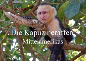 Die Kapuzineraffen Mittelamerikas (Wandkalender 2018 DIN A2 quer) von M.Polok