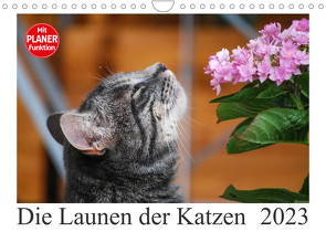 Die Launen der Katzen 2023 (Wandkalender 2023 DIN A4 quer) von Kropf,  Anna