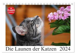 Die Launen der Katzen 2024 (Tischkalender 2024 DIN A5 quer), CALVENDO Monatskalender von Kropf,  Anna