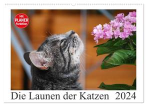 Die Launen der Katzen 2024 (Wandkalender 2024 DIN A2 quer), CALVENDO Monatskalender von Kropf,  Anna