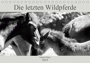 Die letzten Wildpferde Exmoor Ponys (Tischkalender 2019 DIN A5 quer) von Bölts,  Meike