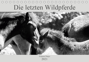 Die letzten Wildpferde Exmoor Ponys (Tischkalender 2021 DIN A5 quer) von Bölts,  Meike