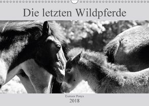 Die letzten Wildpferde Exmoor Ponys (Wandkalender 2018 DIN A3 quer) von Bölts,  Meike