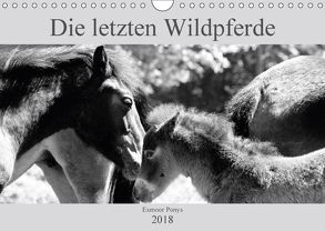 Die letzten Wildpferde Exmoor Ponys (Wandkalender 2018 DIN A4 quer) von Bölts,  Meike