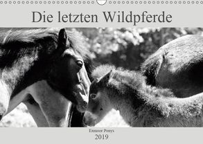 Die letzten Wildpferde Exmoor Ponys (Wandkalender 2019 DIN A3 quer) von Bölts,  Meike