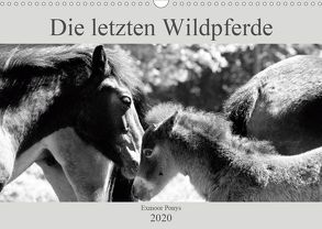 Die letzten Wildpferde Exmoor Ponys (Wandkalender 2020 DIN A3 quer) von Bölts,  Meike