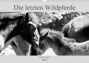 Die letzten Wildpferde Exmoor Ponys (Wandkalender 2021 DIN A3 quer) von Bölts,  Meike