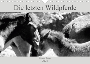 Die letzten Wildpferde Exmoor Ponys (Wandkalender 2021 DIN A4 quer) von Bölts,  Meike