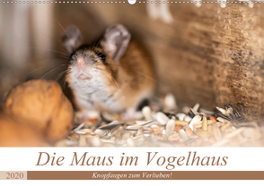 Die Maus im Vogelhaus (Wandkalender 2020 DIN A2 quer) von Photography by Nicole Köstler,  Passion