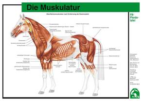 Die Muskulatur von Hertsch,  Bodo, Spenlen,  Uwe