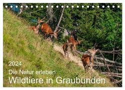 Die Natur erleben – Wildtiere in Graubünden (Tischkalender 2024 DIN A5 quer), CALVENDO Monatskalender von Plattner,  Jürg