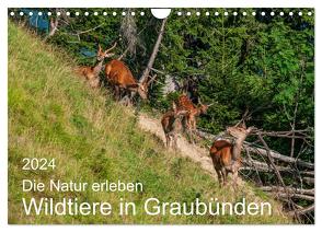 Die Natur erleben – Wildtiere in Graubünden (Wandkalender 2024 DIN A4 quer), CALVENDO Monatskalender von Plattner,  Jürg