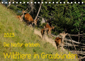 Die Natur erleben – Wildtiere in GraubündenCH-Version (Tischkalender 2023 DIN A5 quer) von Plattner,  Jürg