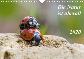 Die Natur ist überall (Wandkalender 2020 DIN A4 quer) von Schröder,  Kurt