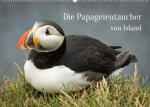 Die Papageientaucher von Island (Wandkalender 2023 DIN A2 quer) von Inxtagenumdiewelt